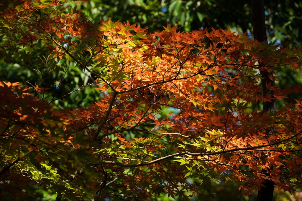紅葉②
