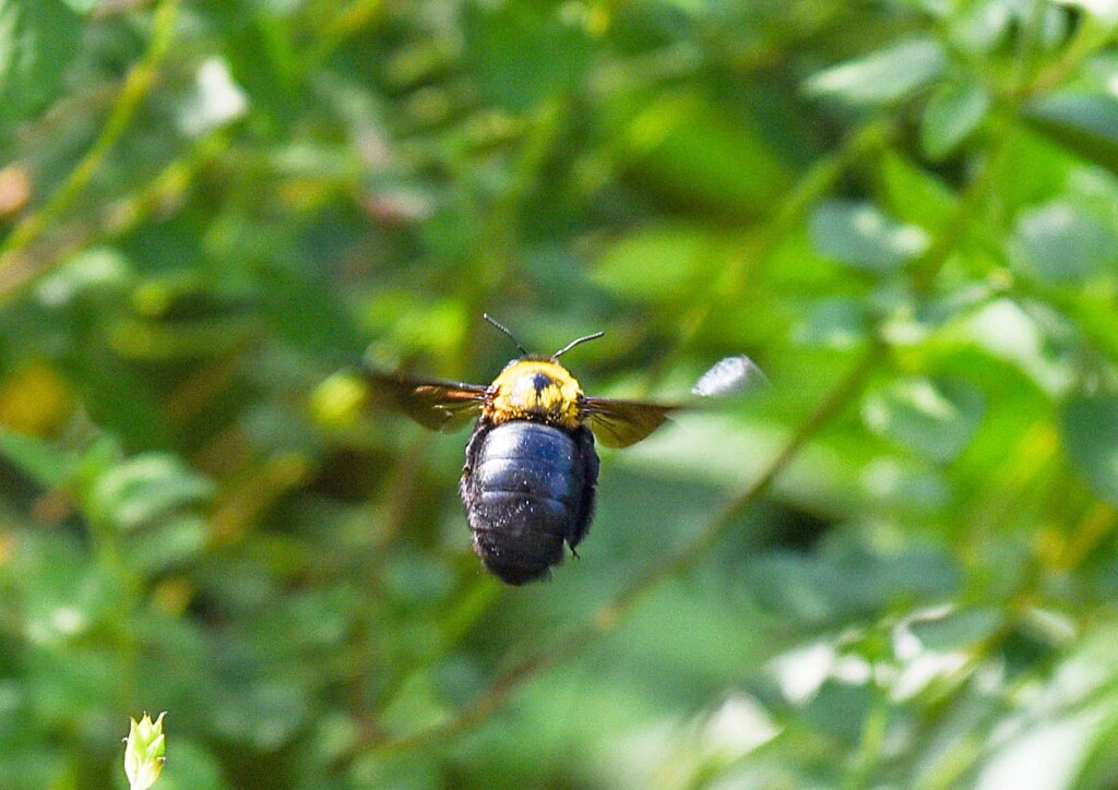 再びクマバチ撮り②