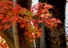 紅葉