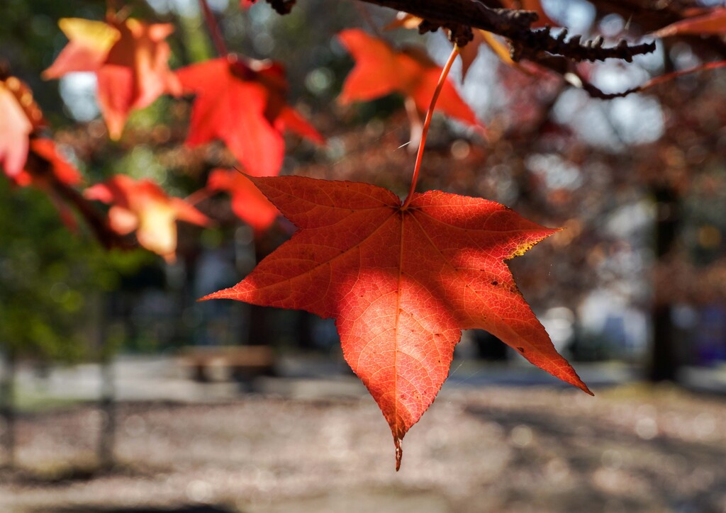 見納めの紅葉＆黄葉③