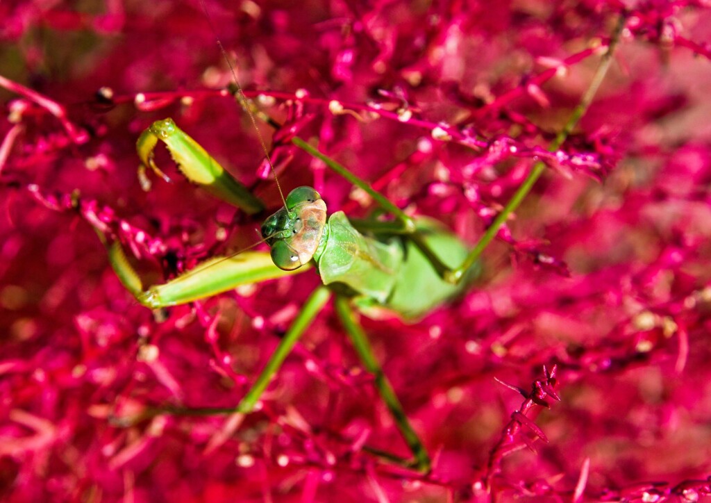 エー加減にせい！