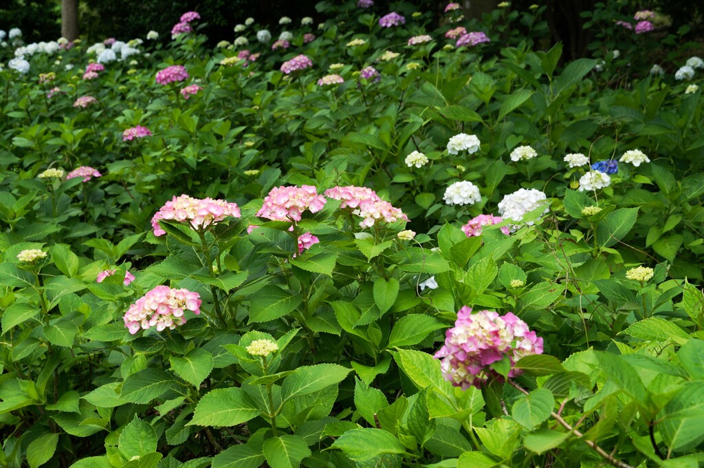 ホームパークのアジサイ②