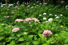 ホームパークのアジサイ②