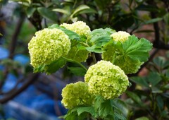 手毬 肝木(テマリカンボク)