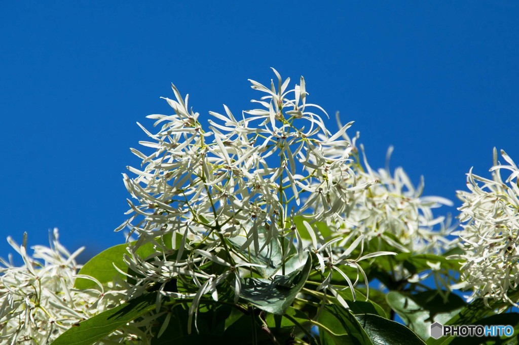 ４・５月に撮った花①