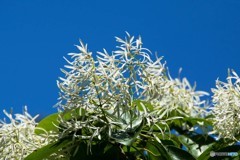 ４・５月に撮った花①