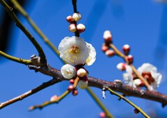 シンボルツリー②