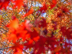 紅葉＆紅葉