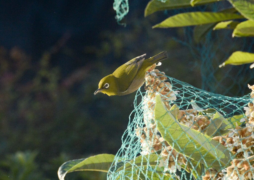 可愛い花泥棒③