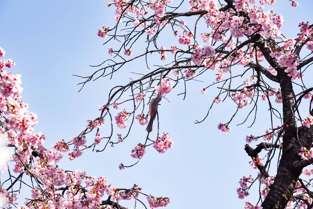 早咲き桜⑥