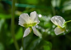 スナップエンドウの花