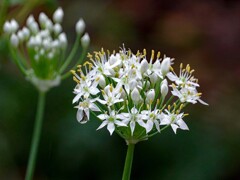 ニラの花