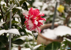 雪中花①