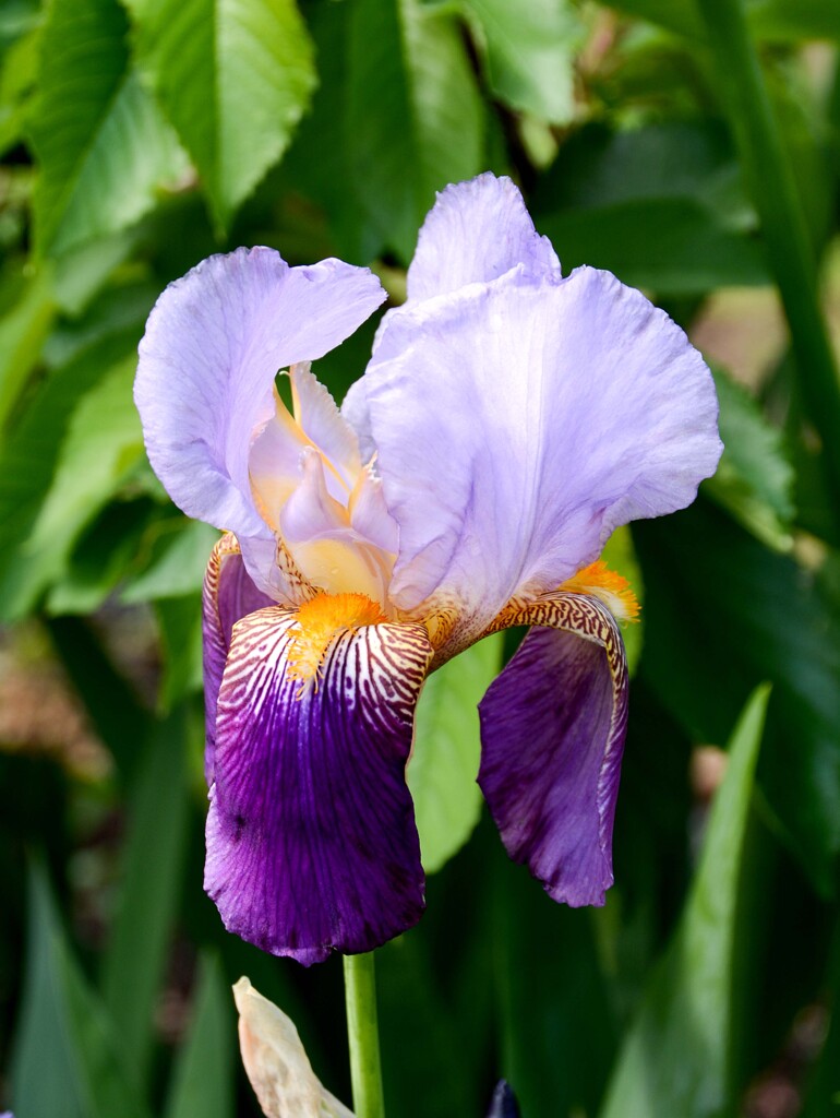 ジャーマンアイリス④