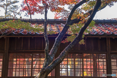 紅葉①