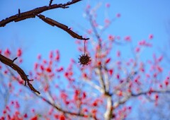 モミジバフウの実④