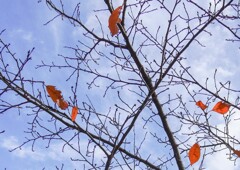 見上げて見れば