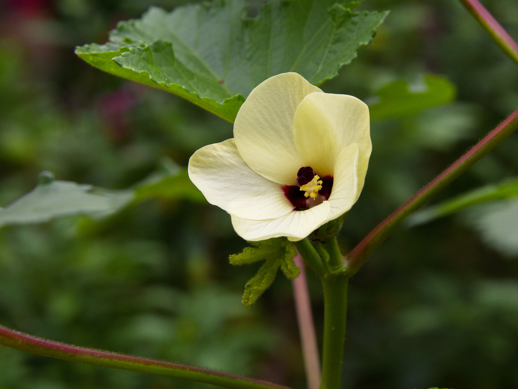 オクラの花