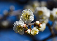 2月の梅①