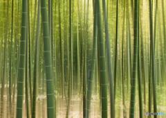 竹林