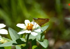 セセリチョウ③