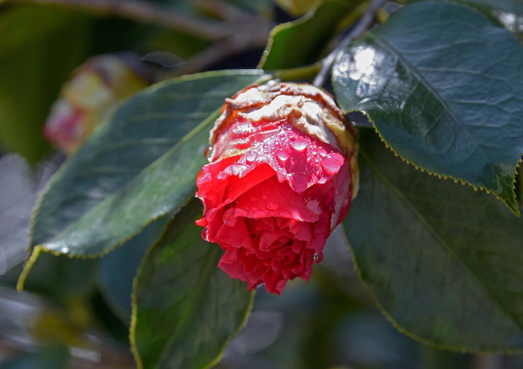 雨上がりの椿②