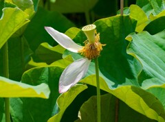 開花後
