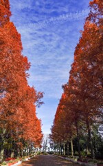 メタセコイヤの紅葉①