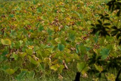 猛暑が過ぎて①