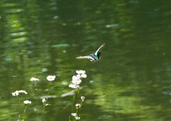 アオスジアゲハ①