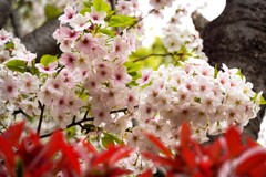 名前知らず桜