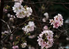 十月桜？①