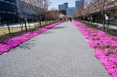 桜のさんぽ道②