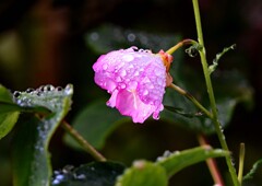 雨上がり