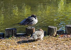 カモさんの生活①