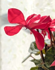 ミニシクラメン