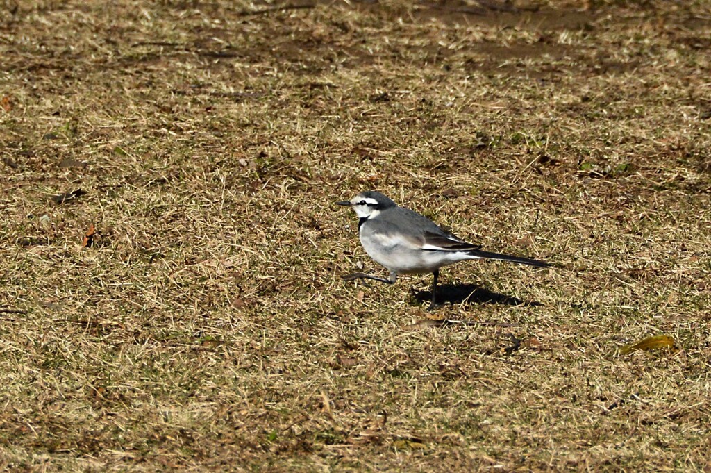 セキレイ・私の公園散歩