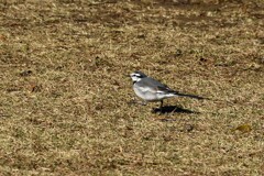 セキレイ・私の公園散歩