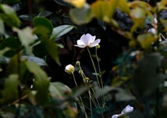 シュウメイギク①