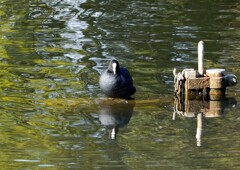 ふっくらオオバン