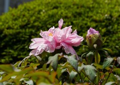 生長記録2025:04:19－②