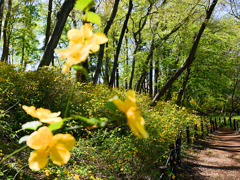 ヤマブキの咲く道