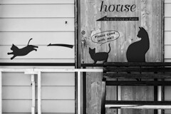 ニャンコが飛ぶ！