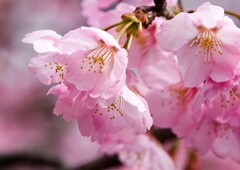 大寒桜⑦