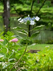 アジサシ色々②