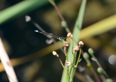 イトトンボ③