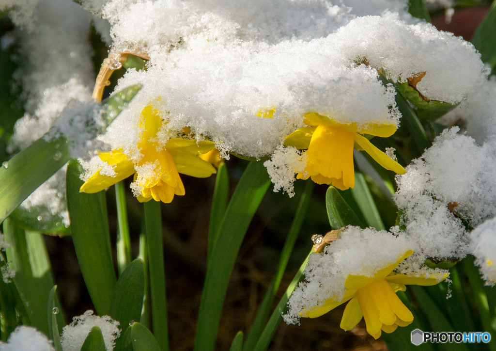 雪中花④