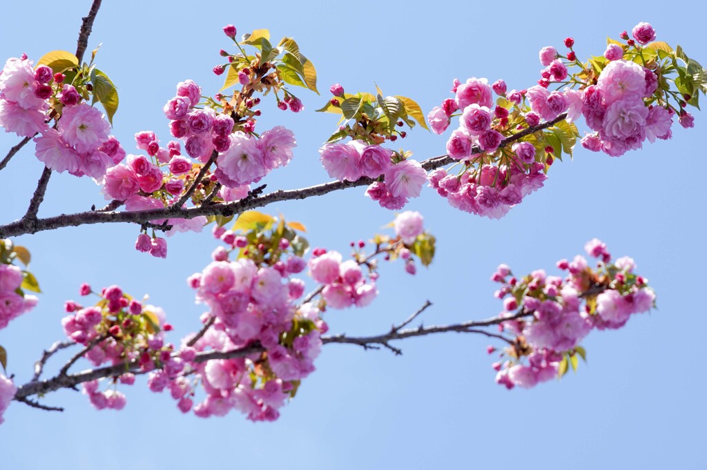 八重桜③