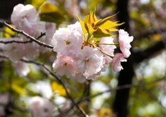 八重桜②