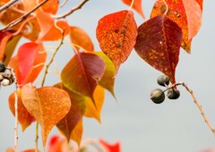 ナンキンハゼの紅葉⑥